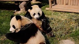两只可爱熊猫