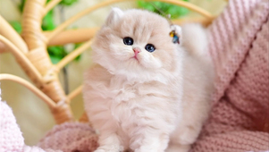 漂亮的小奶猫