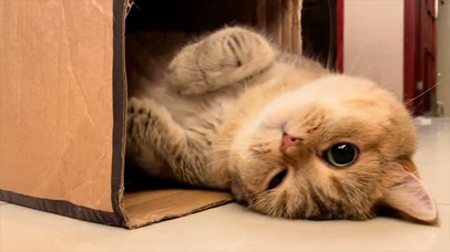 纸箱里的小猫咪