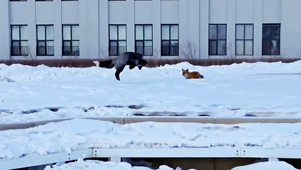 雪中觅食的小狐狸