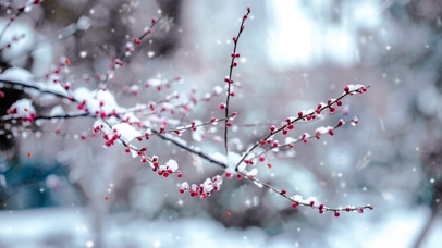 冬日雪花飘，红梅落处娇