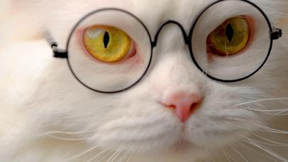 4K超清 有文化的喵博士