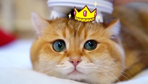 小猫咪做按摩