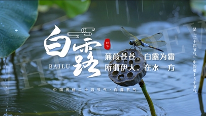 唯美清新实拍背景白露蜻蜓