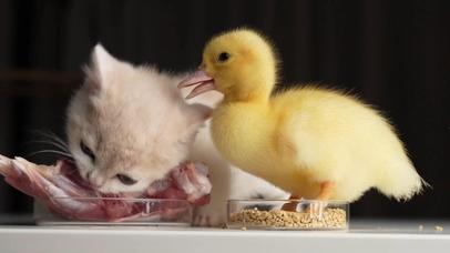 小猫咪和烦人的小鸭子