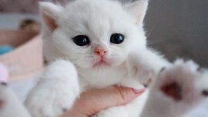 白色小奶猫