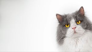 小猫动态壁纸