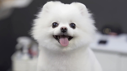 萨摩~（高清超乖卖萌视频）