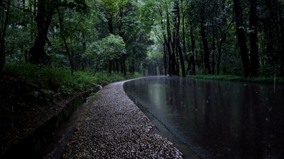 雨天的森林