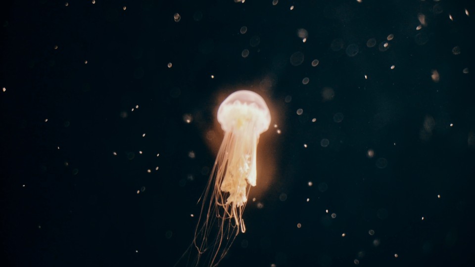 深暗蓝绿色深海背景中，半透明浅橙黄色水母悬浮，细长触手自然下垂，四周散布细碎圆形光斑。