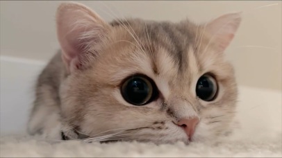 温柔治愈小猫咪