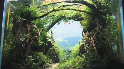 护眼绿色水族馆