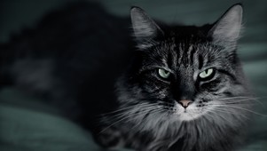 黑色可爱猫咪动态壁纸