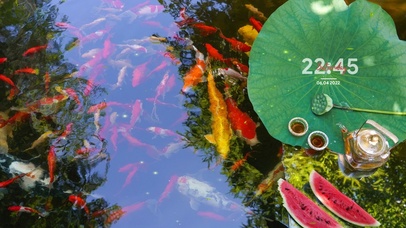 4K 夏日金鱼池塘