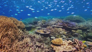海底珊瑚
