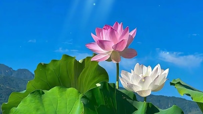 古风唯美荷花风景桌面