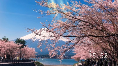 樱花富士山（带真实时间天气）