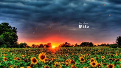 向日葵海看日落~