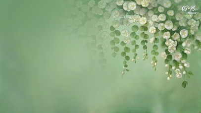 清新护眼垂丝茉莉