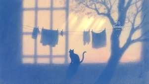 小猫光影
