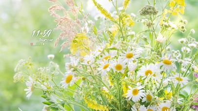 4K 清新阳光小雏菊