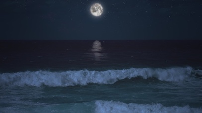 海月【 SEA MOON】