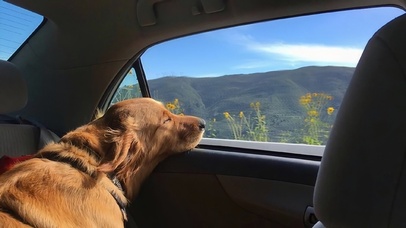 安静系金毛（带音频）