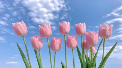 蓝天下的郁金香