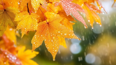 雨打红叶