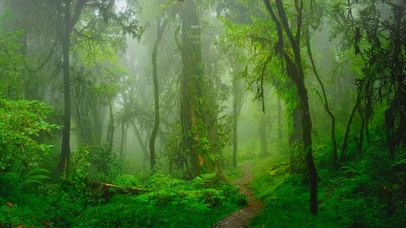 唯美治愈护眼雨天森林雾气景色