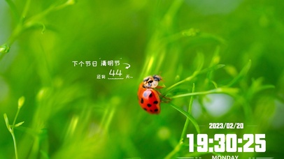 安静的七星瓢虫