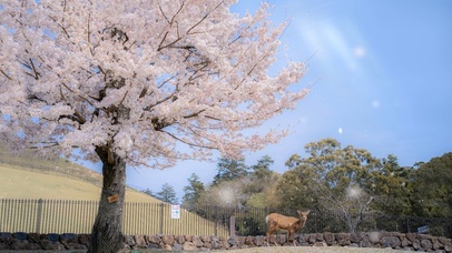 奈良鹿与樱