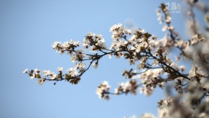 樱花季节
