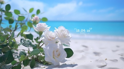 海边白玫瑰