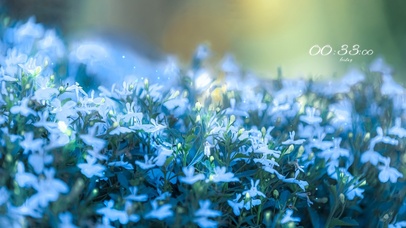 4K 蓝色唯美花海