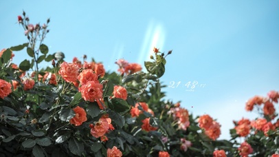 4k 治愈阳光下的月季花