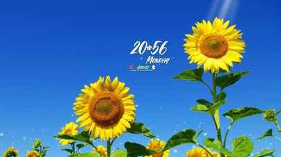 4k高清治愈向日葵系列