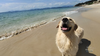 海滩上的奶油色金毛