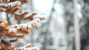 松柏飘雪