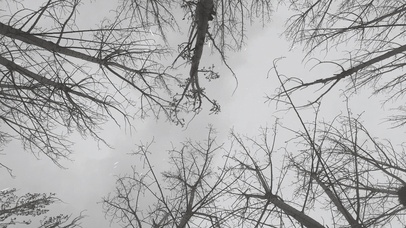 雨中的纷乱树枝