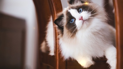 4K梦幻治愈可爱猫猫歪头侧颜杀