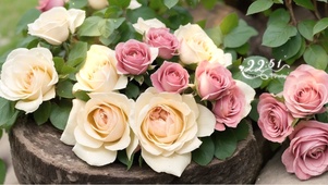 四季清宁 花开花落