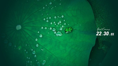 4K-免费-治愈荷叶