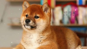 憨憨的小柴犬