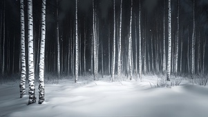 雪天白桦林