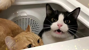 猫咪之家  壁纸