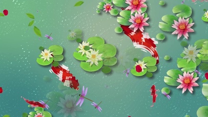 唯美的夏季荷塘锦鲤