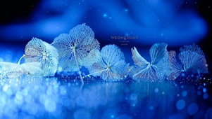 治愈唯美雪花