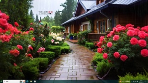 写实景 雨中玫瑰庭院