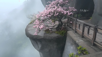 悬崖上的樱花树